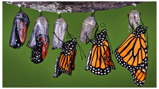 TGIF: Transform Grow Innovate in Finance